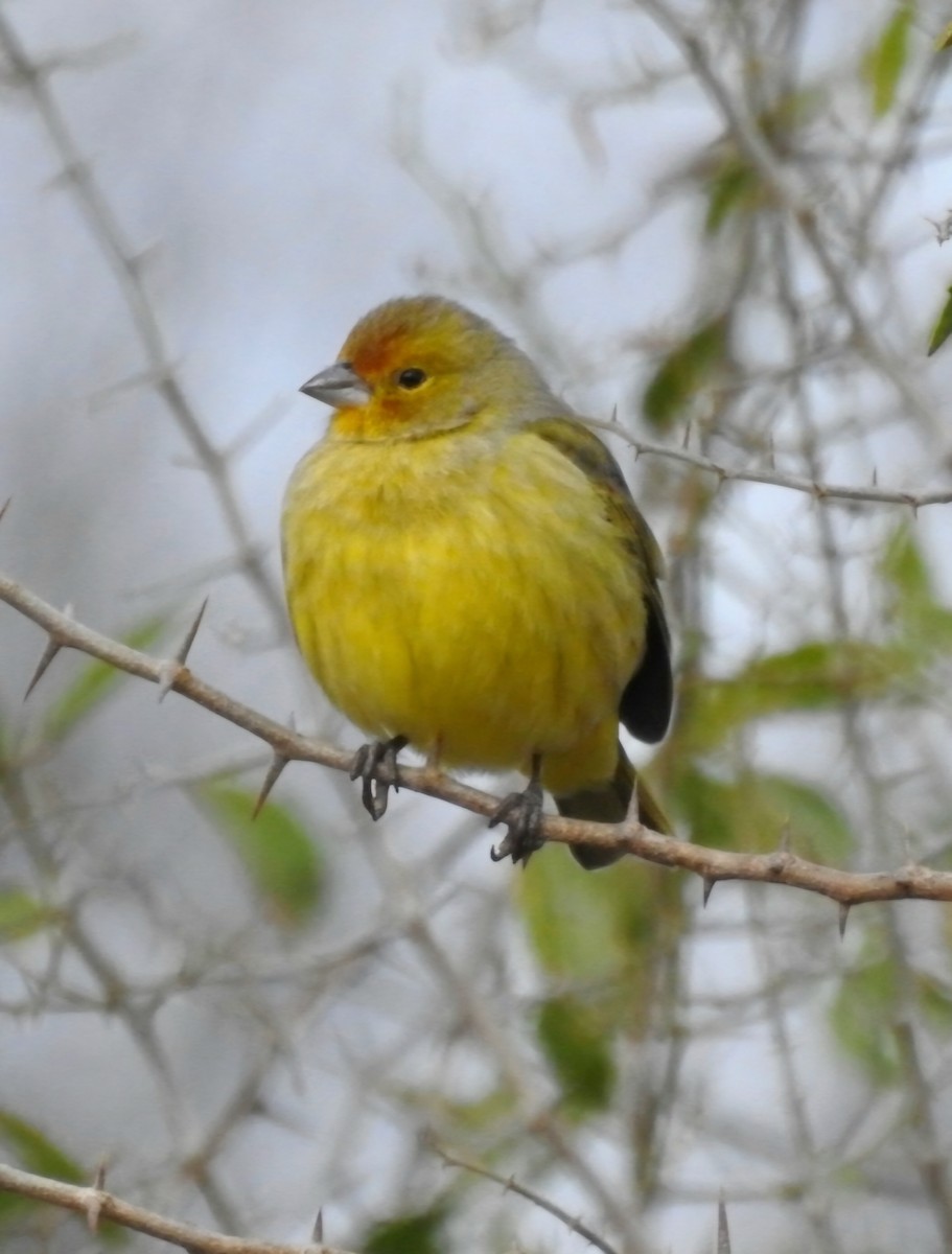 Saffron Finch - ML620644767