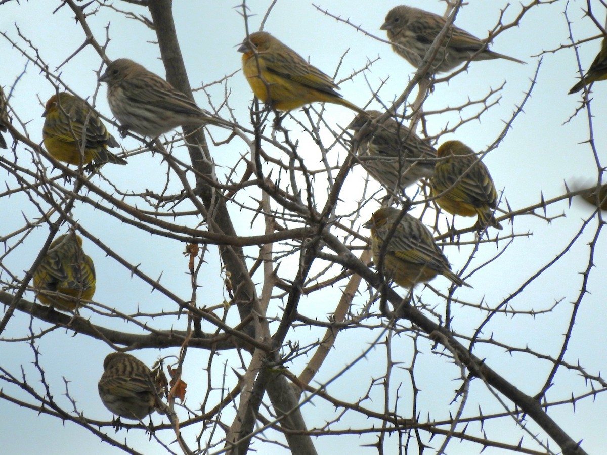 Saffron Finch - ML620644768