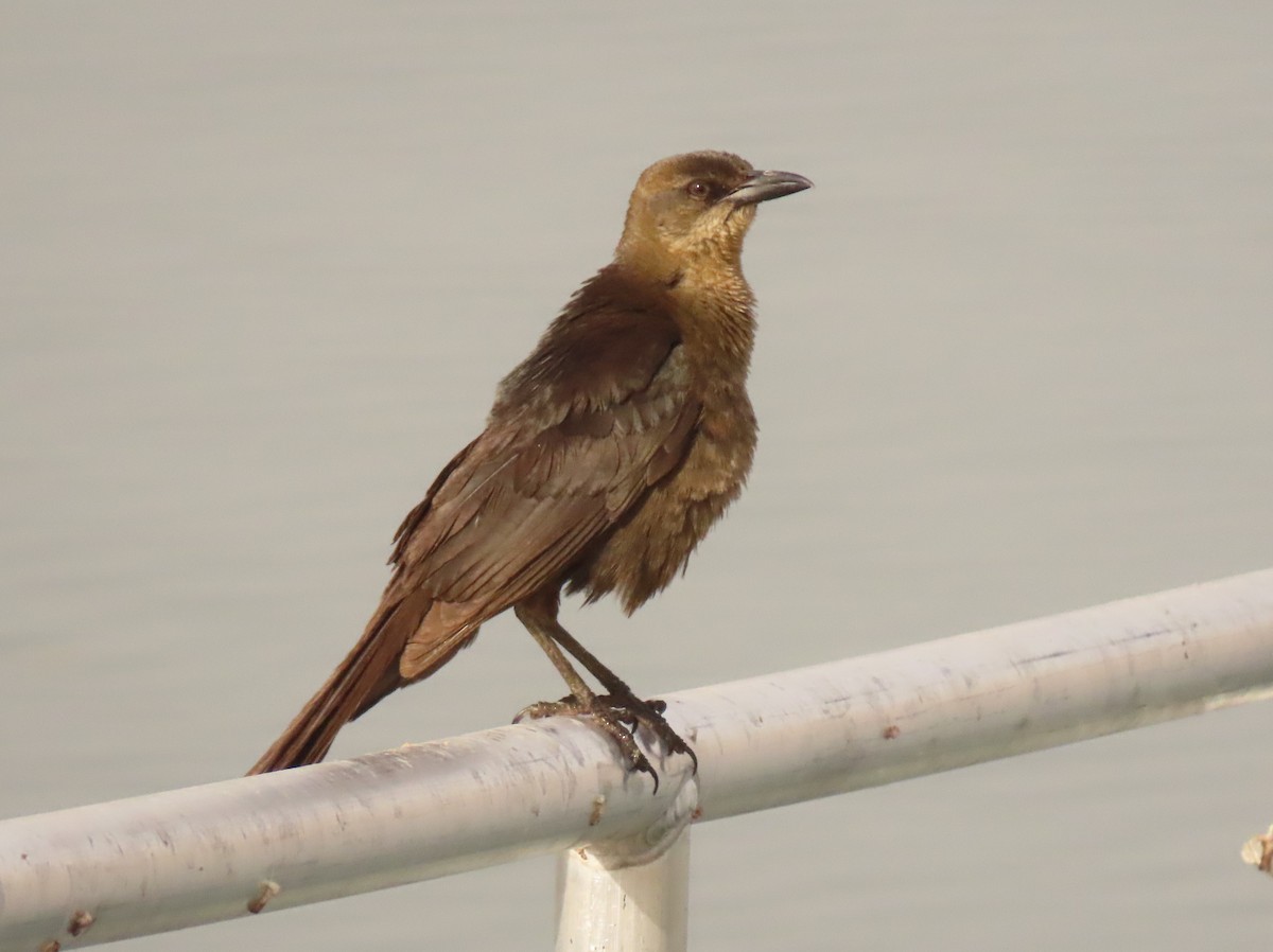 Great-tailed Grackle - ML620644773