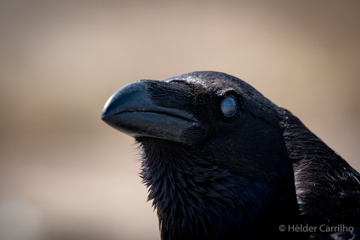 Common Raven - ML620644775