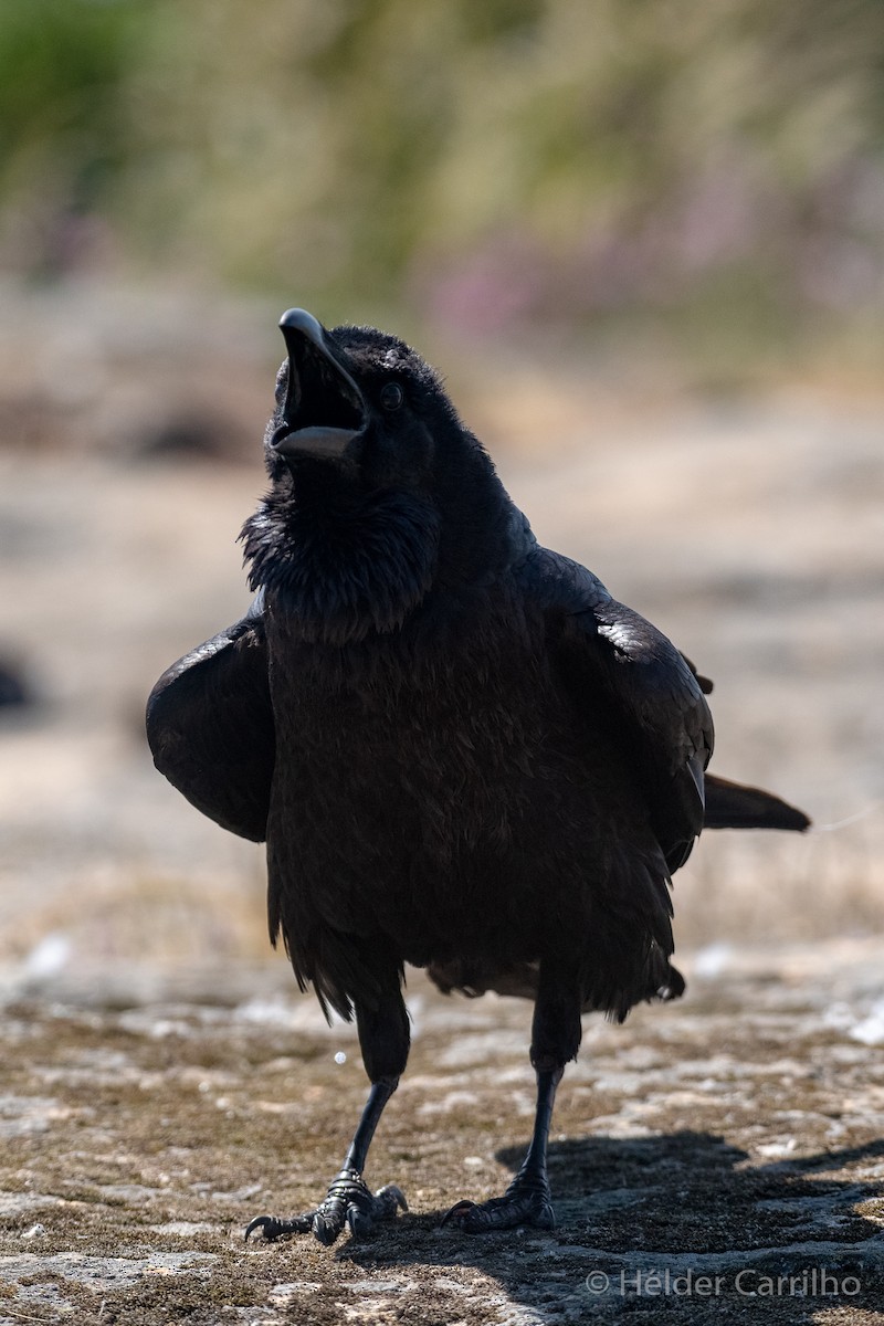 Common Raven - ML620644776