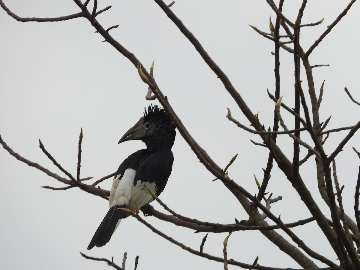 Black-and-white-casqued Hornbill - ML620644778