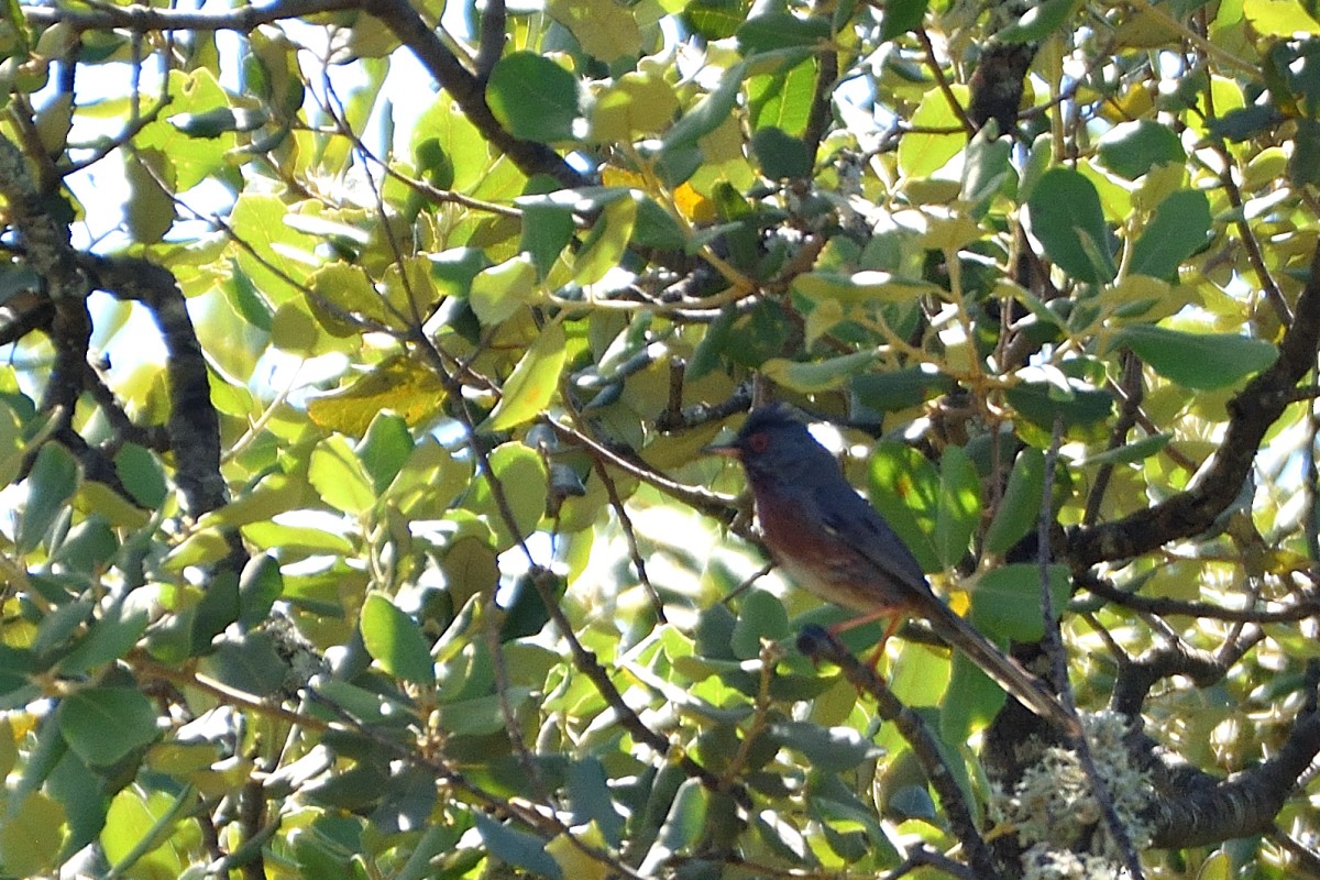 Dartford Warbler - ML620644779