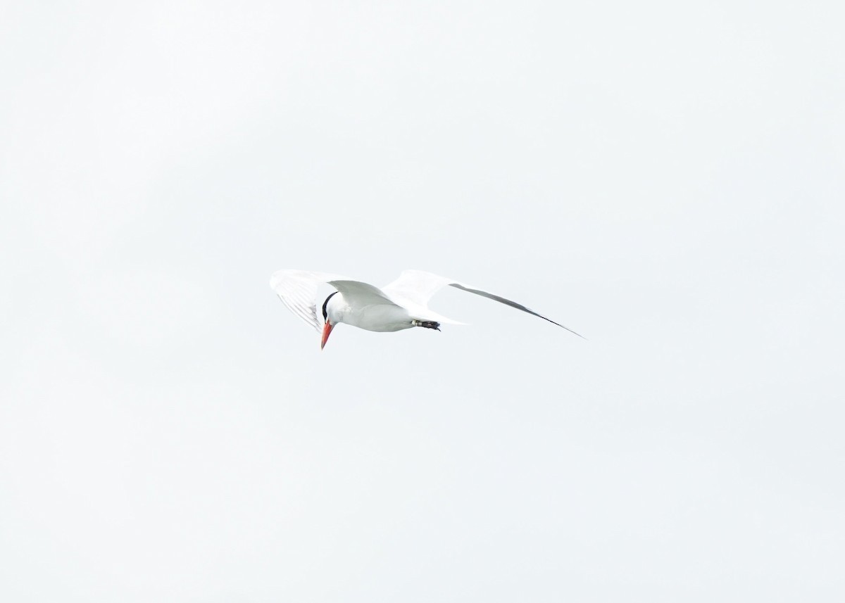 Caspian Tern - ML620644780