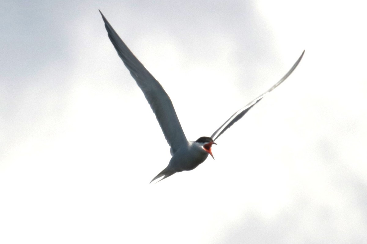 Common Tern - ML620644781