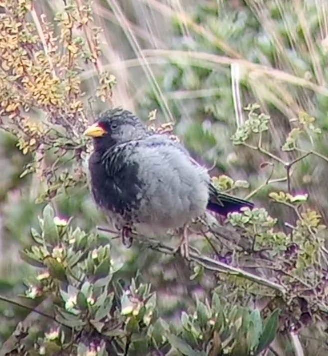 Mourning Sierra Finch - ML620644782