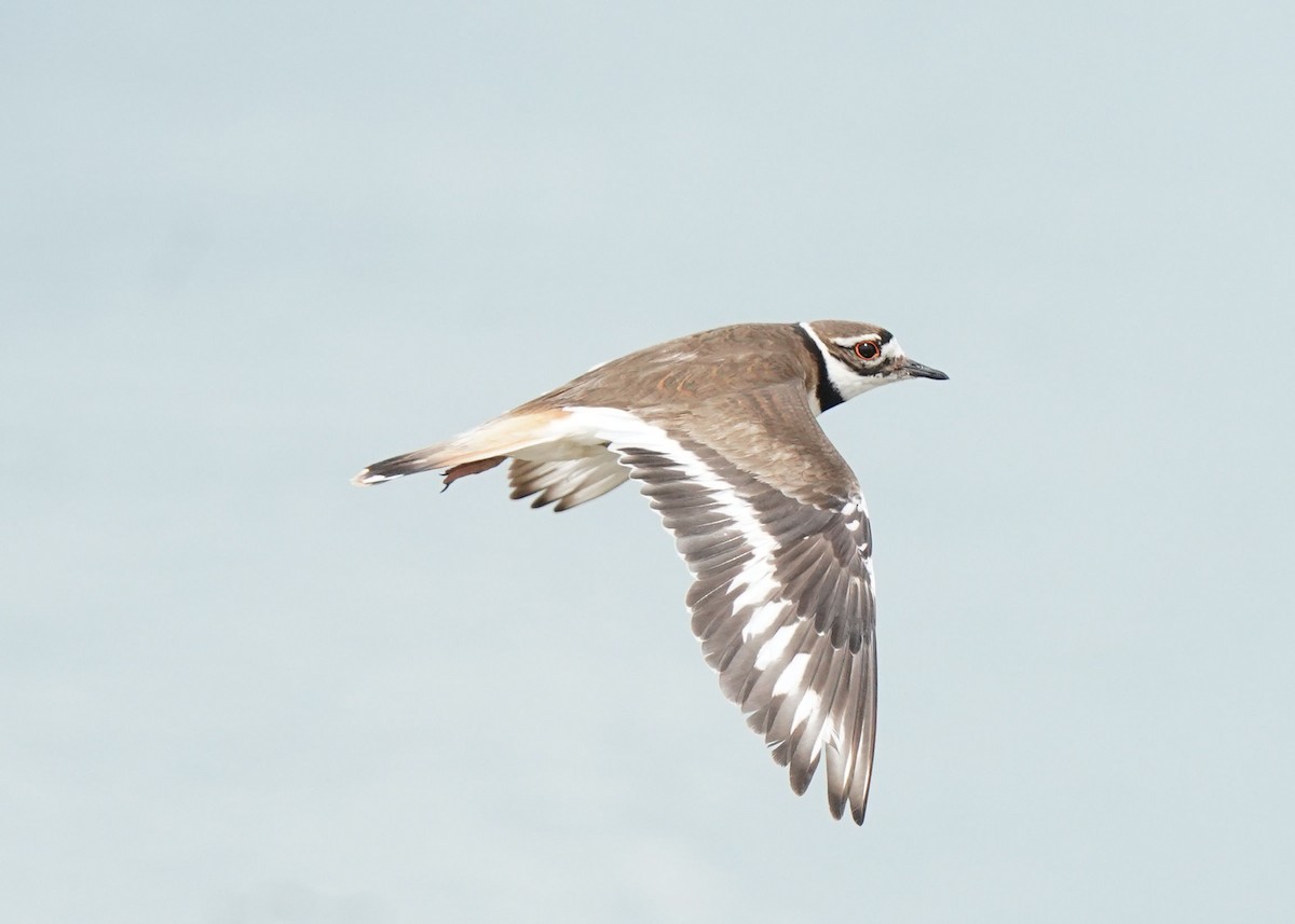 Killdeer - ML620644784