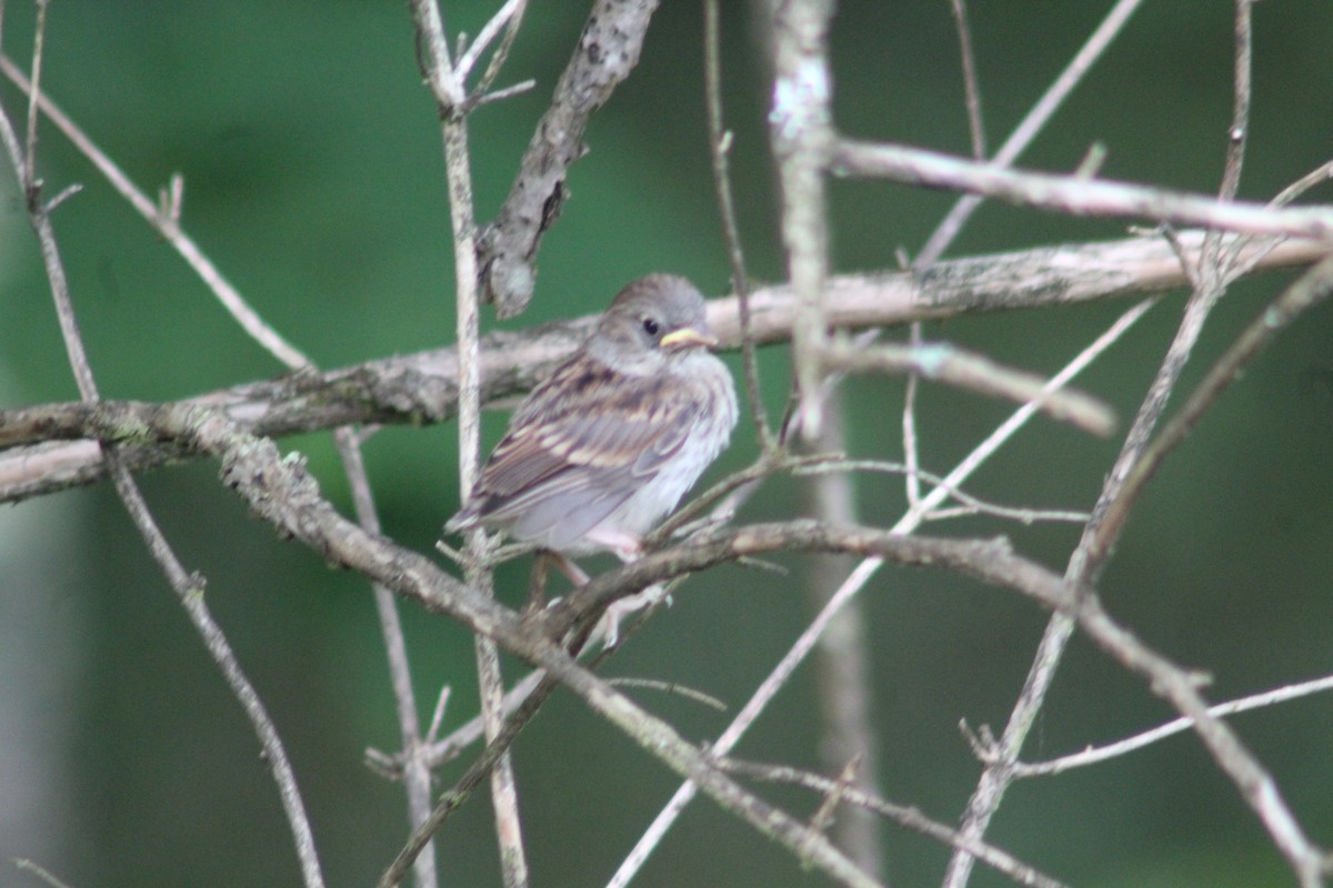 Field Sparrow - ML620644785