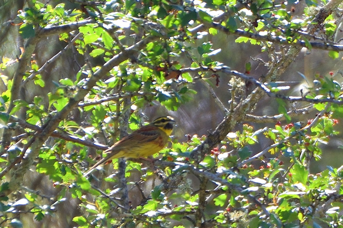 Cirl Bunting - ML620644792