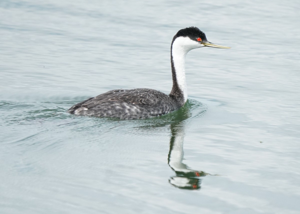 Western Grebe - ML620644794