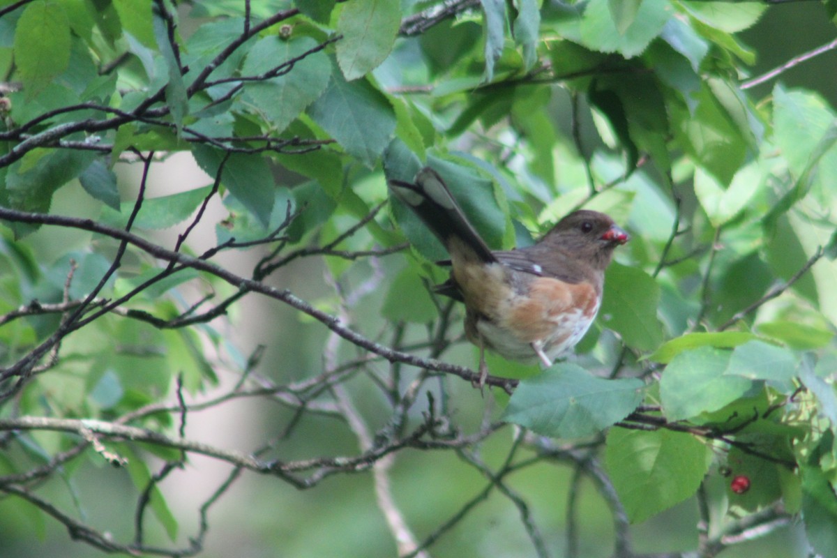 Eastern Towhee - ML620644797