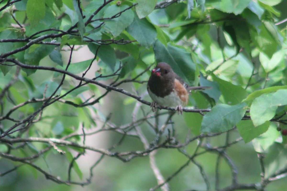 Eastern Towhee - ML620644798