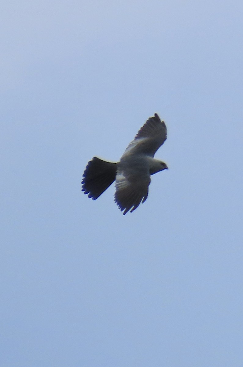 Mississippi Kite - ML620644799