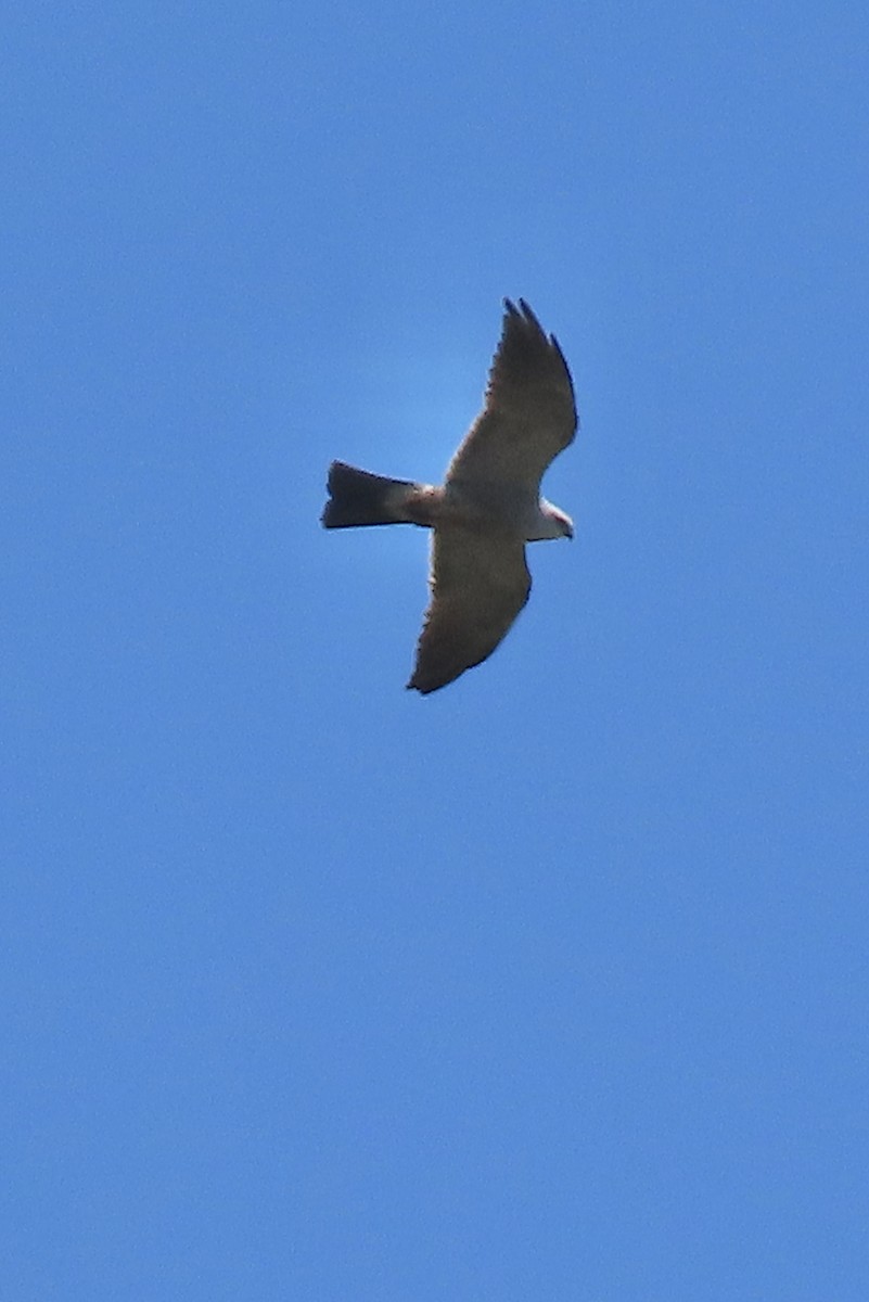 Mississippi Kite - ML620644800