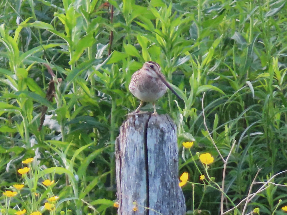 Wilson's Snipe - ML620644801