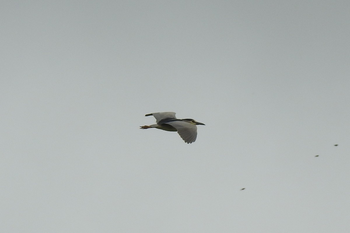 Black-crowned Night Heron - Pedro Moreira