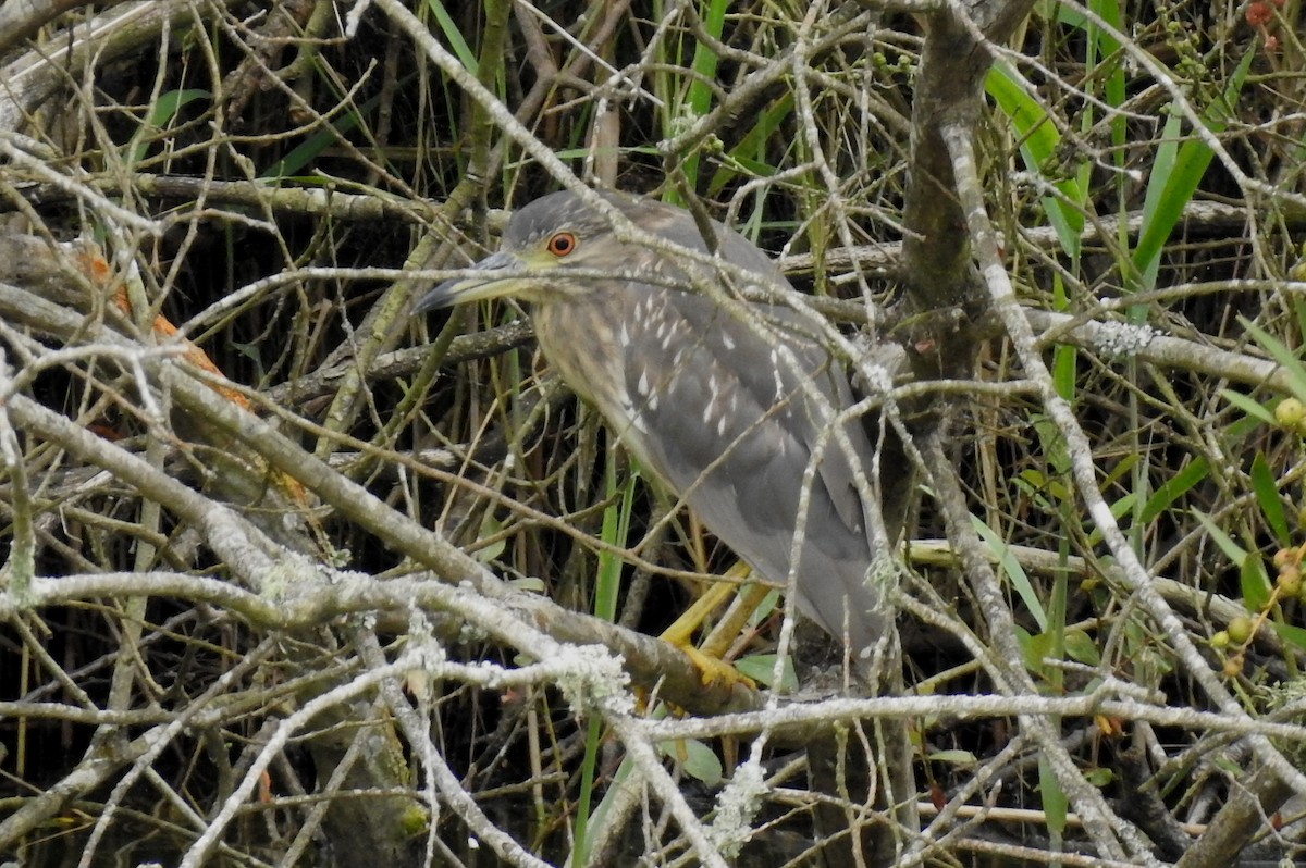 Black-crowned Night Heron - ML620644803