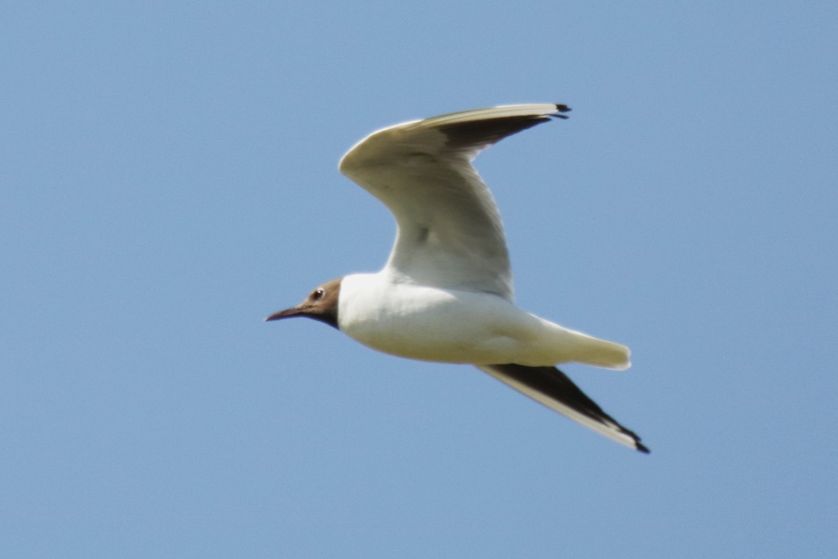 Black-headed Gull - ML620644804