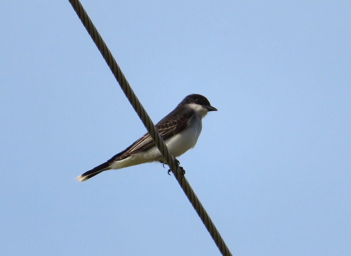 Eastern Kingbird - ML620644805