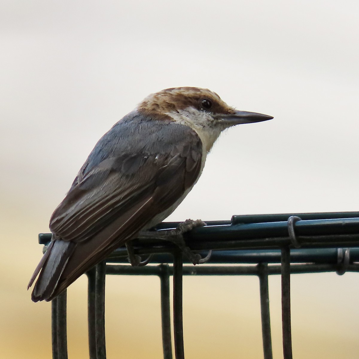 Brown-headed Nuthatch - ML620644806