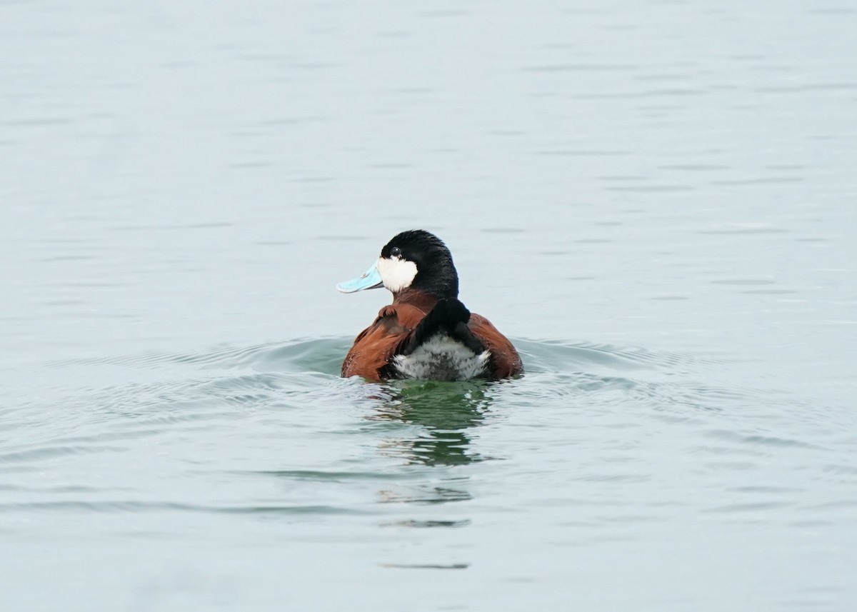 Ruddy Duck - ML620644809