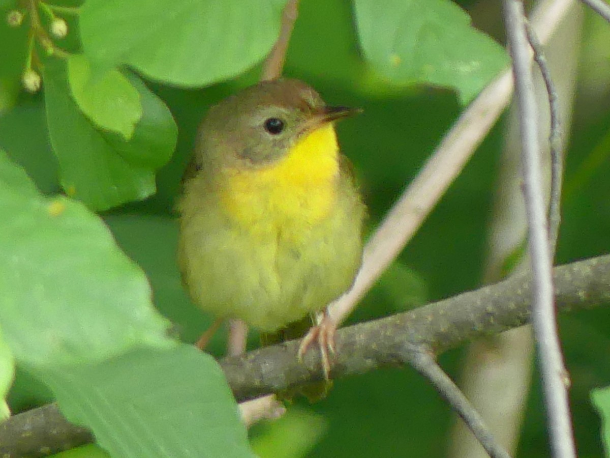 Common Yellowthroat - ML620644811