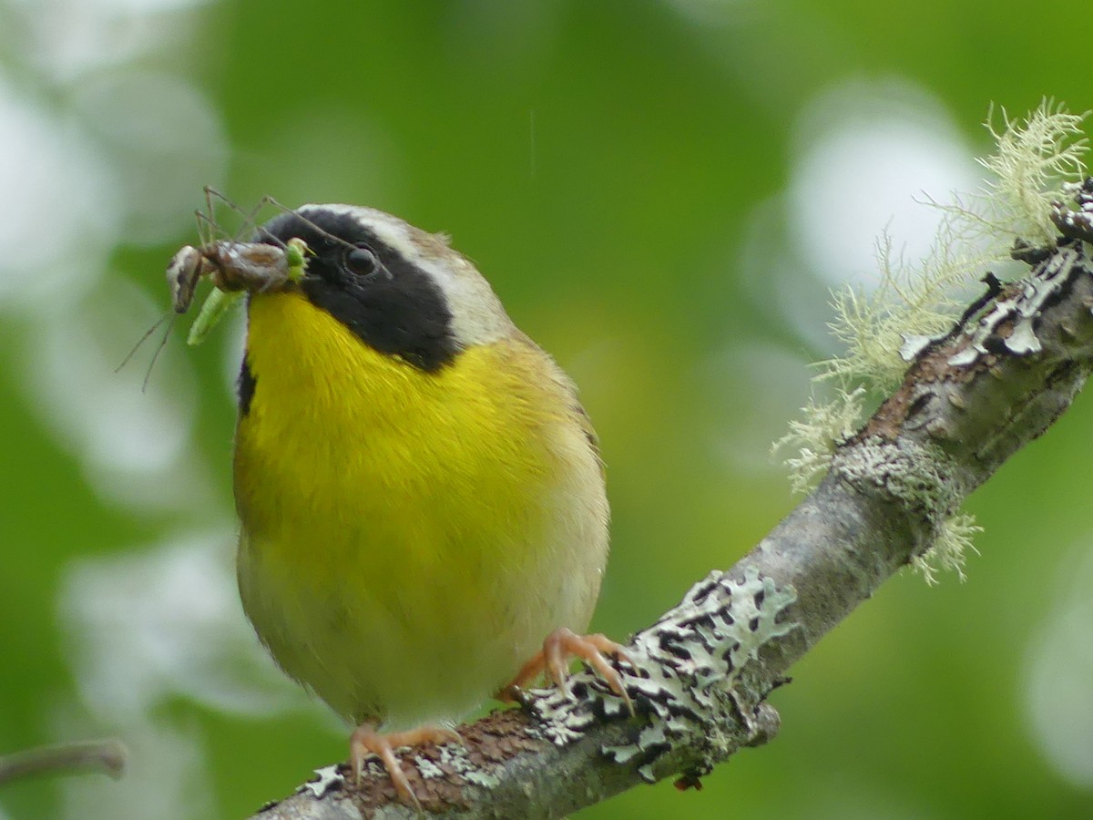 Common Yellowthroat - ML620644812