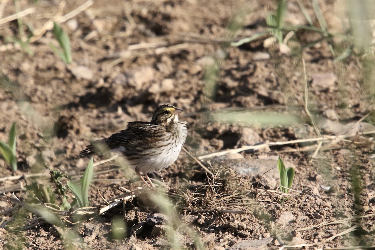 Savannah Sparrow - ML620644814