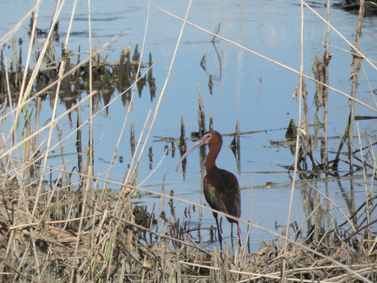 Ibis à face blanche - ML620644815