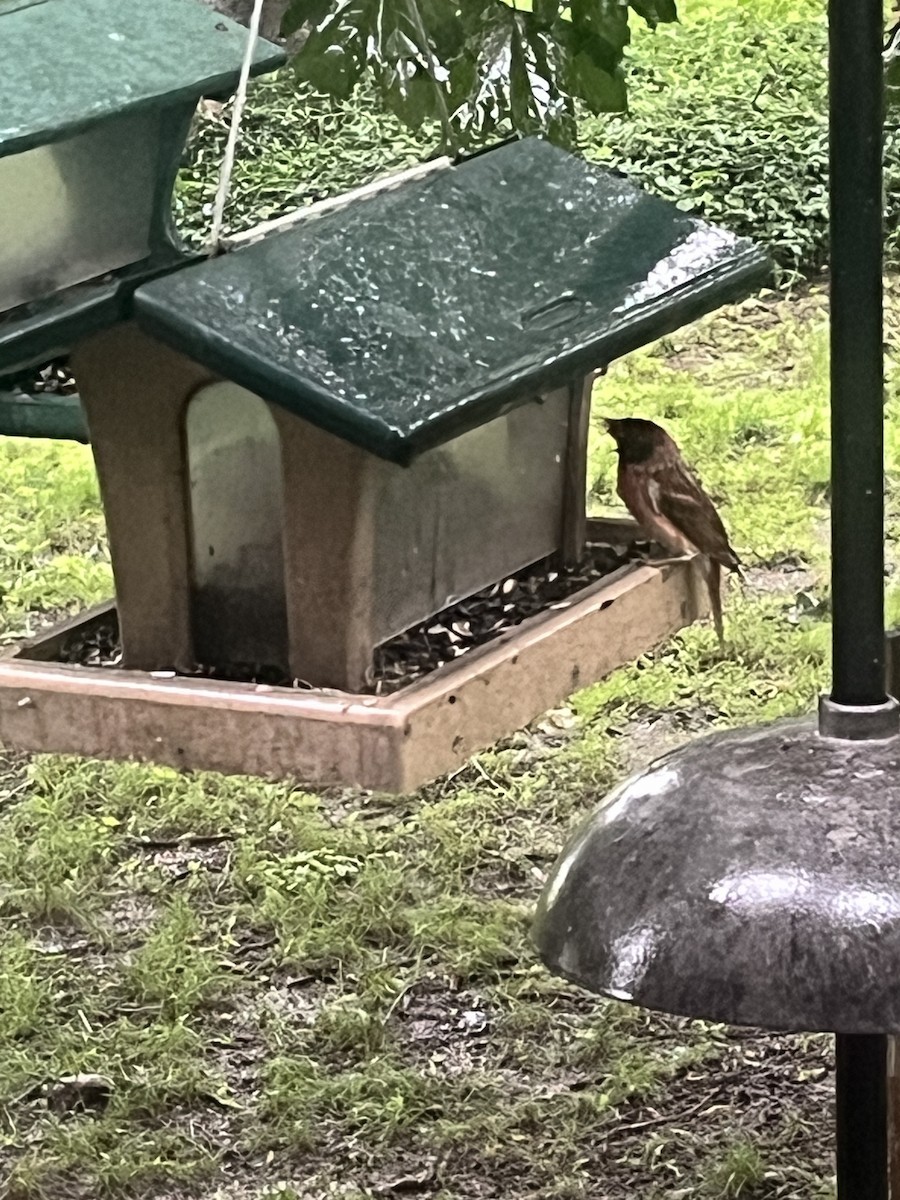 Purple Finch - ML620644816