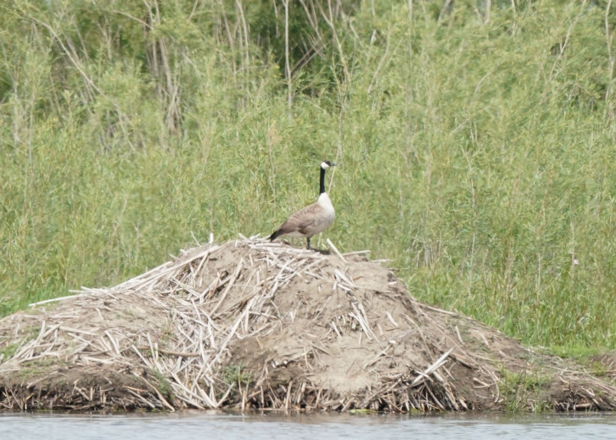 Canada Goose - ML620644818