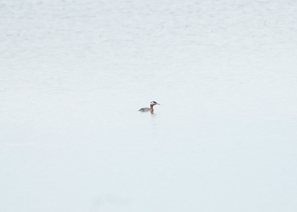 Red-necked Grebe - ML620644820