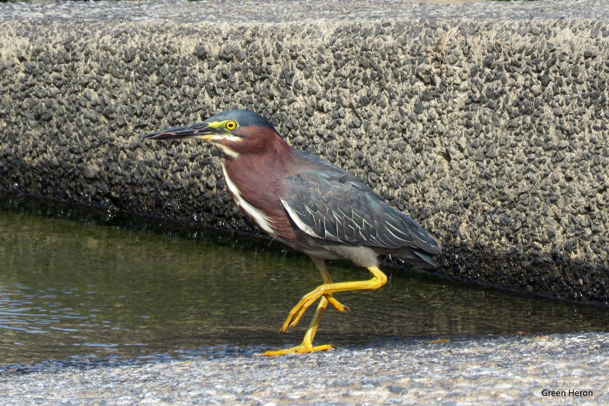 Green Heron - ML620644821