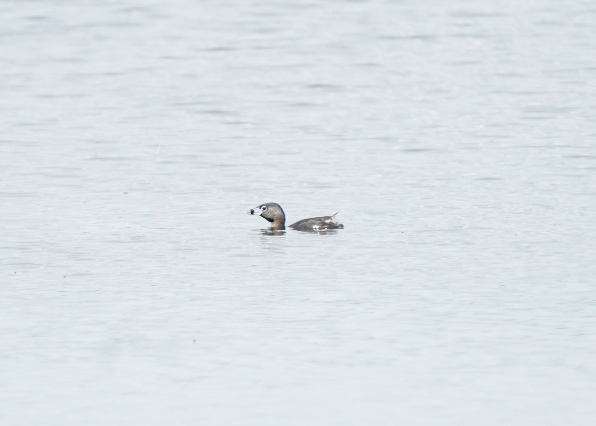 Pied-billed Grebe - Pam Hardy