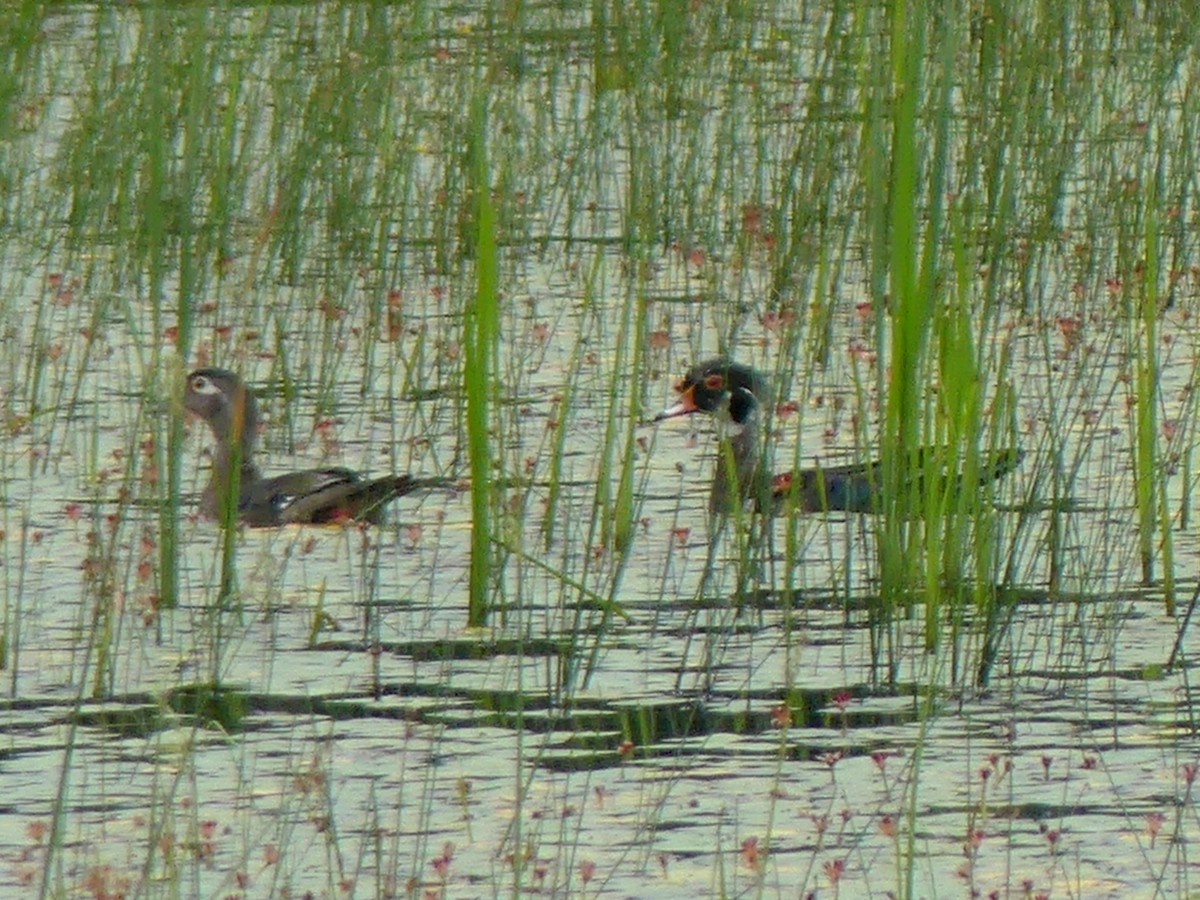 Wood Duck - ML620644823