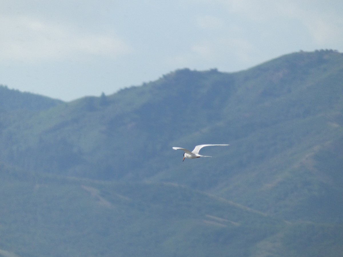 Forster's Tern - ML620644825