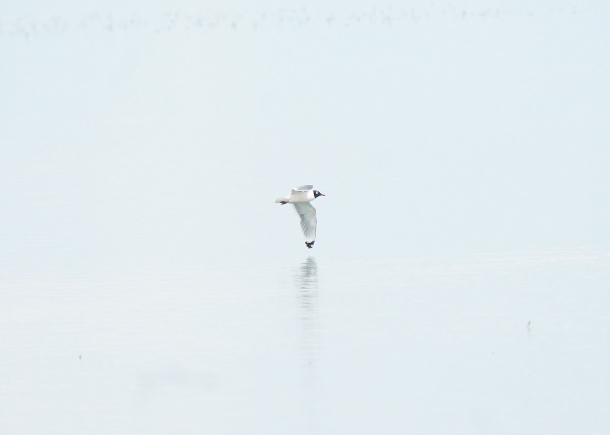 Franklin's Gull - ML620644827