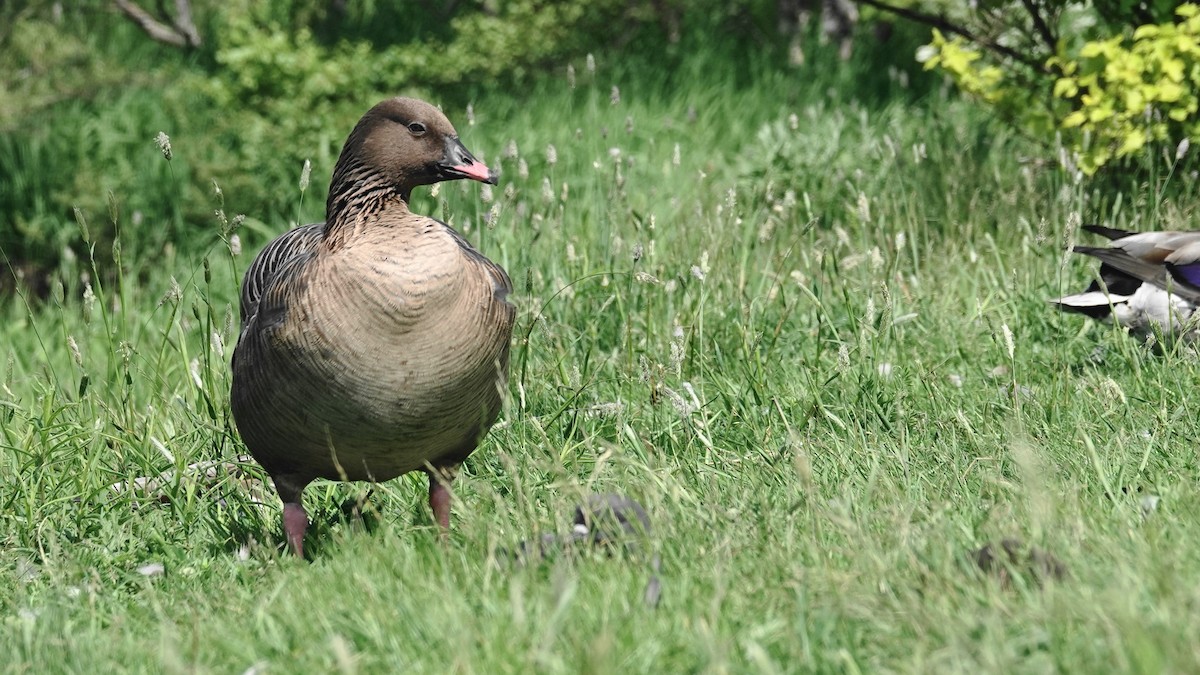 Pink-footed Goose - ML620644828