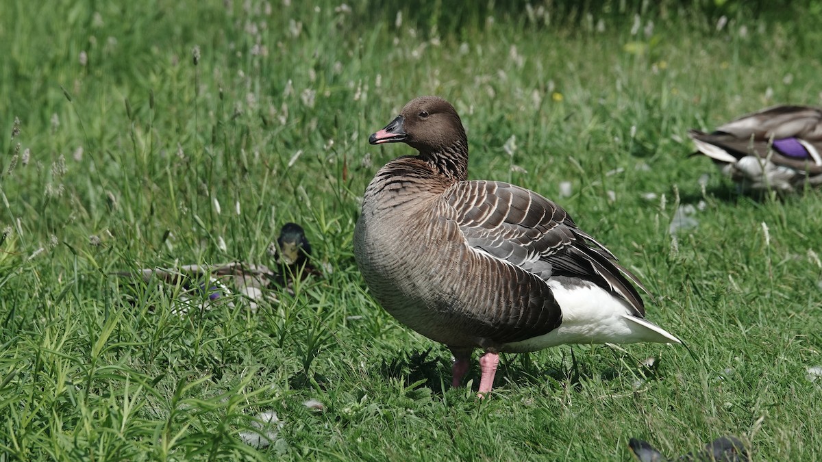 Pink-footed Goose - ML620644829