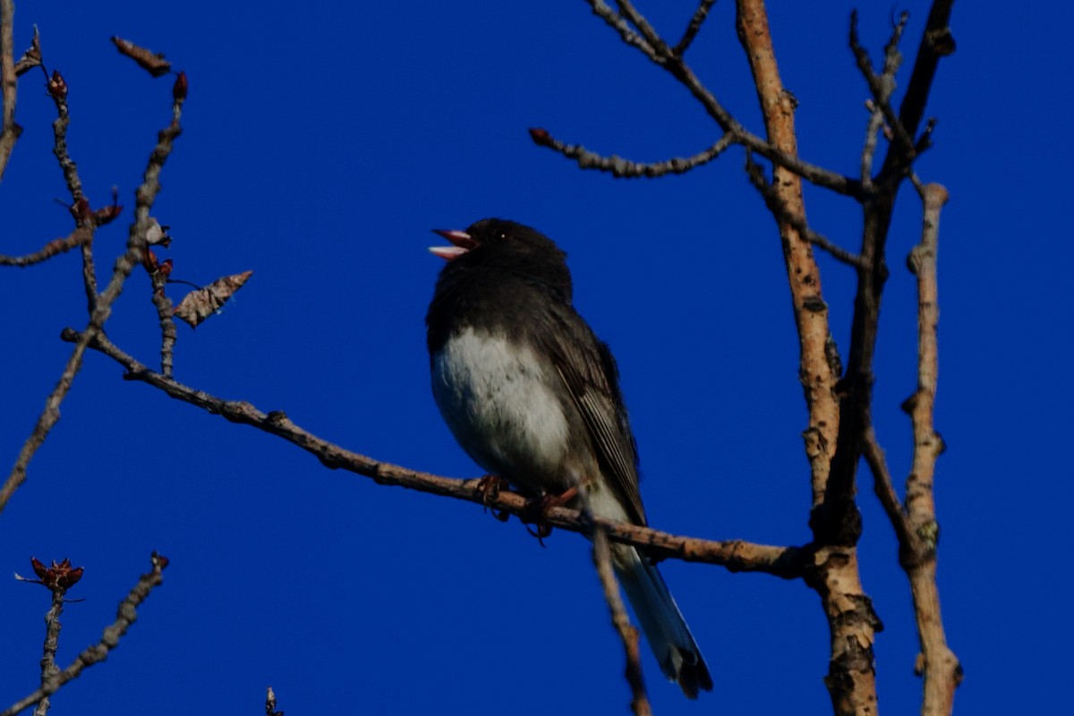 Junco Ojioscuro - ML620644832