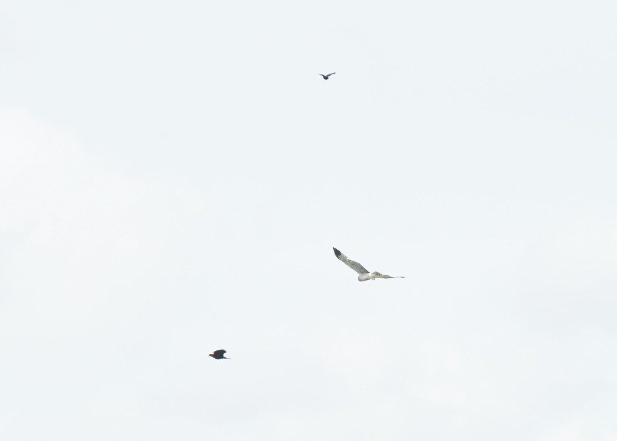 Northern Harrier - ML620644834