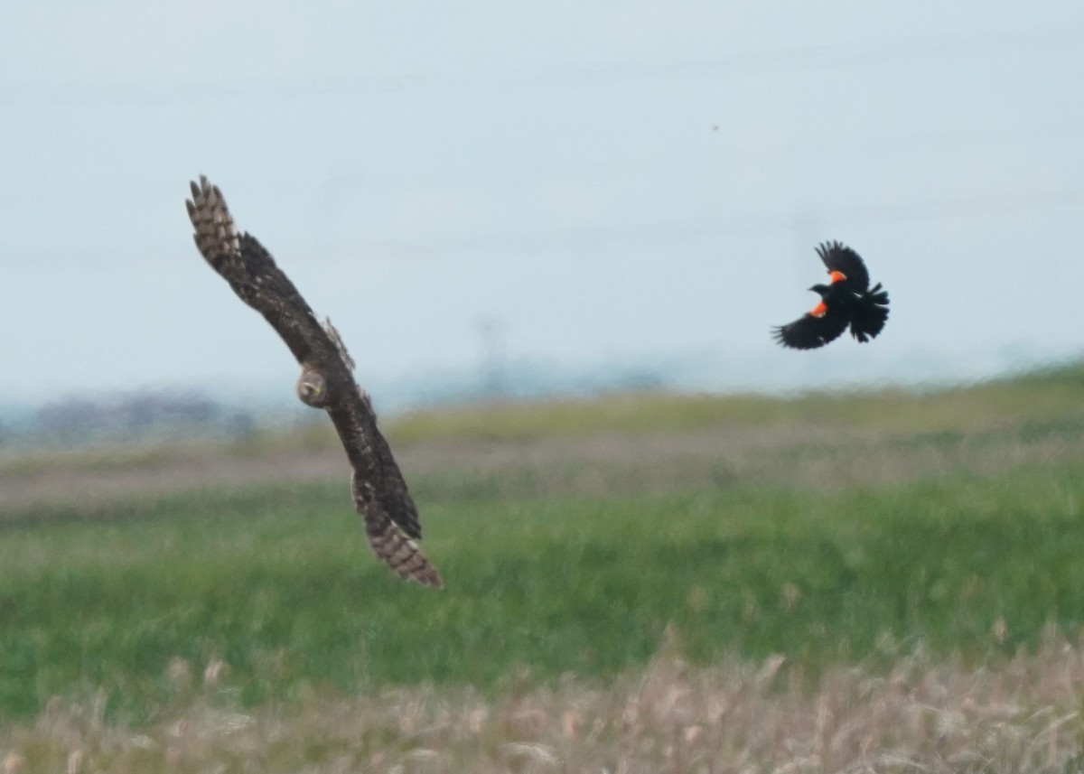 Northern Harrier - ML620644837