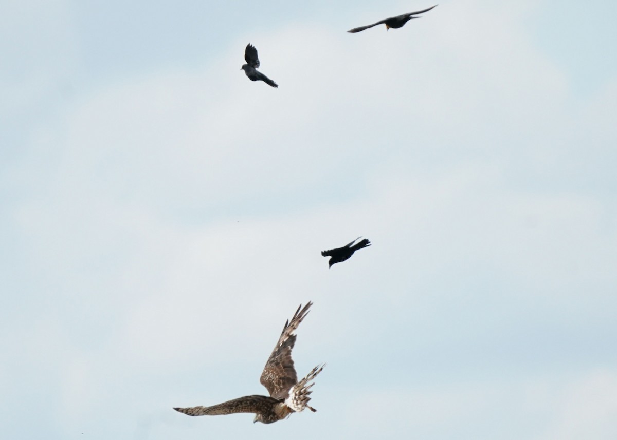 Northern Harrier - ML620644839