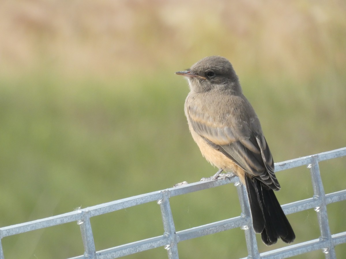 Say's Phoebe - ML620644841