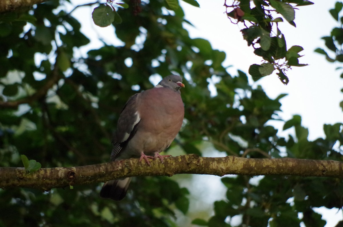 Common Wood-Pigeon - ML620644844