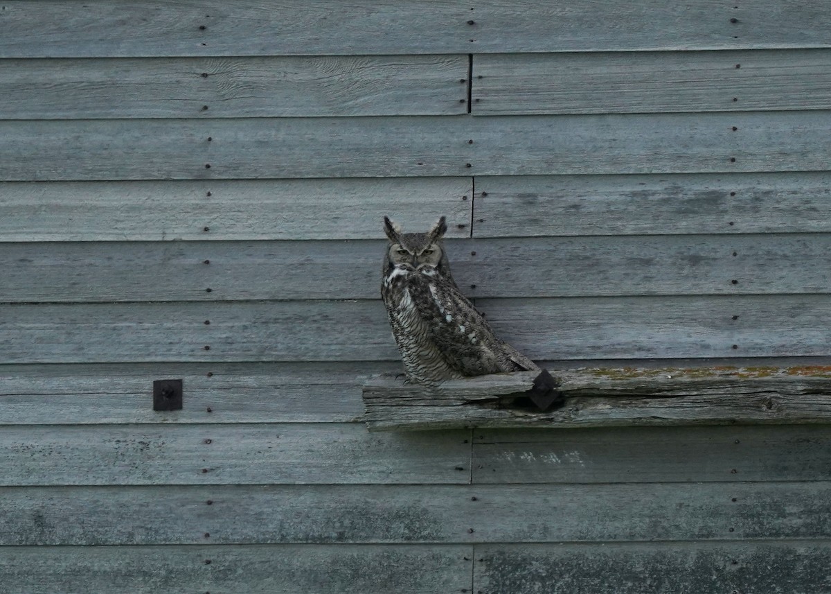 Great Horned Owl - ML620644845