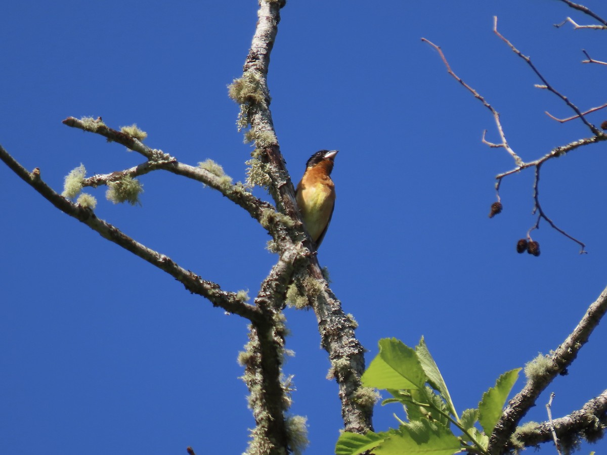 Black-headed Grosbeak - ML620644848