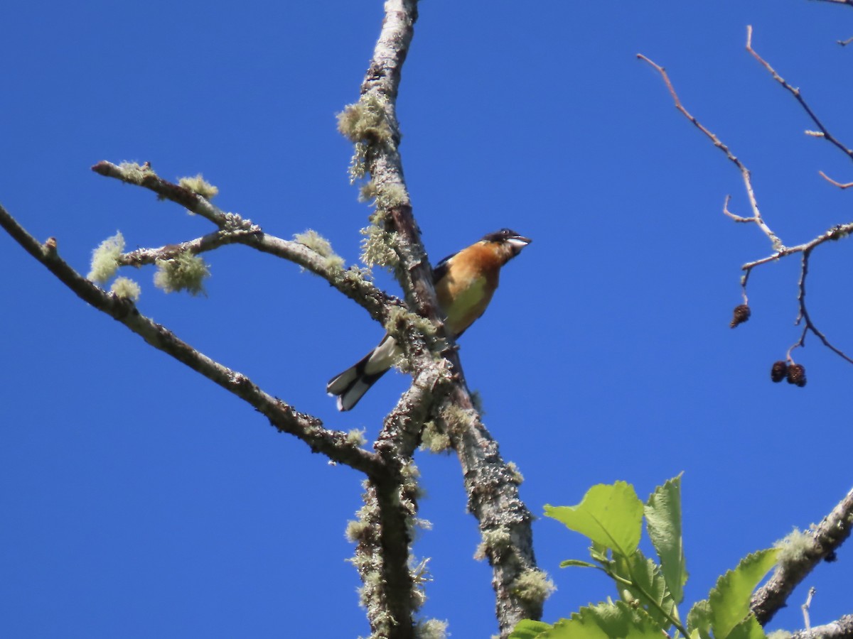 Black-headed Grosbeak - ML620644849