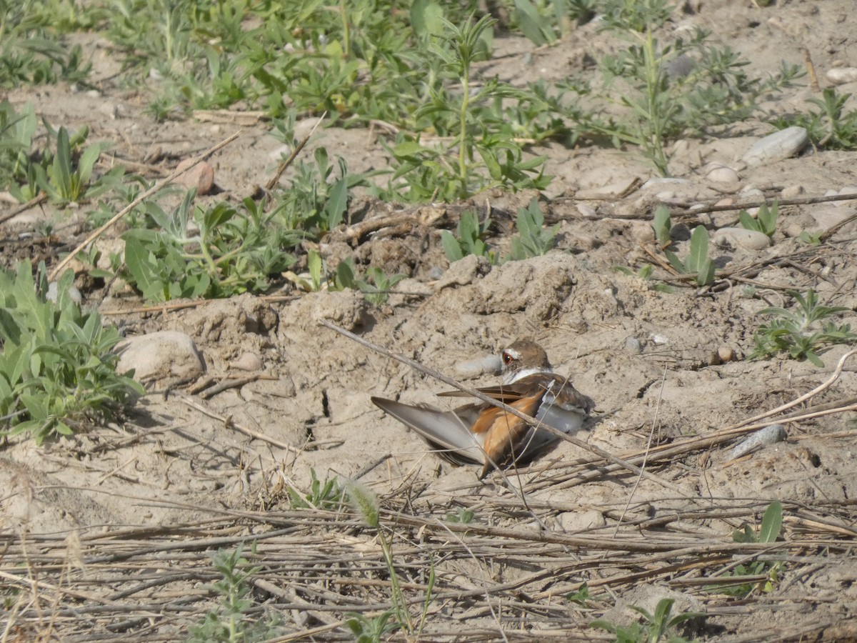 Killdeer - ML620644850