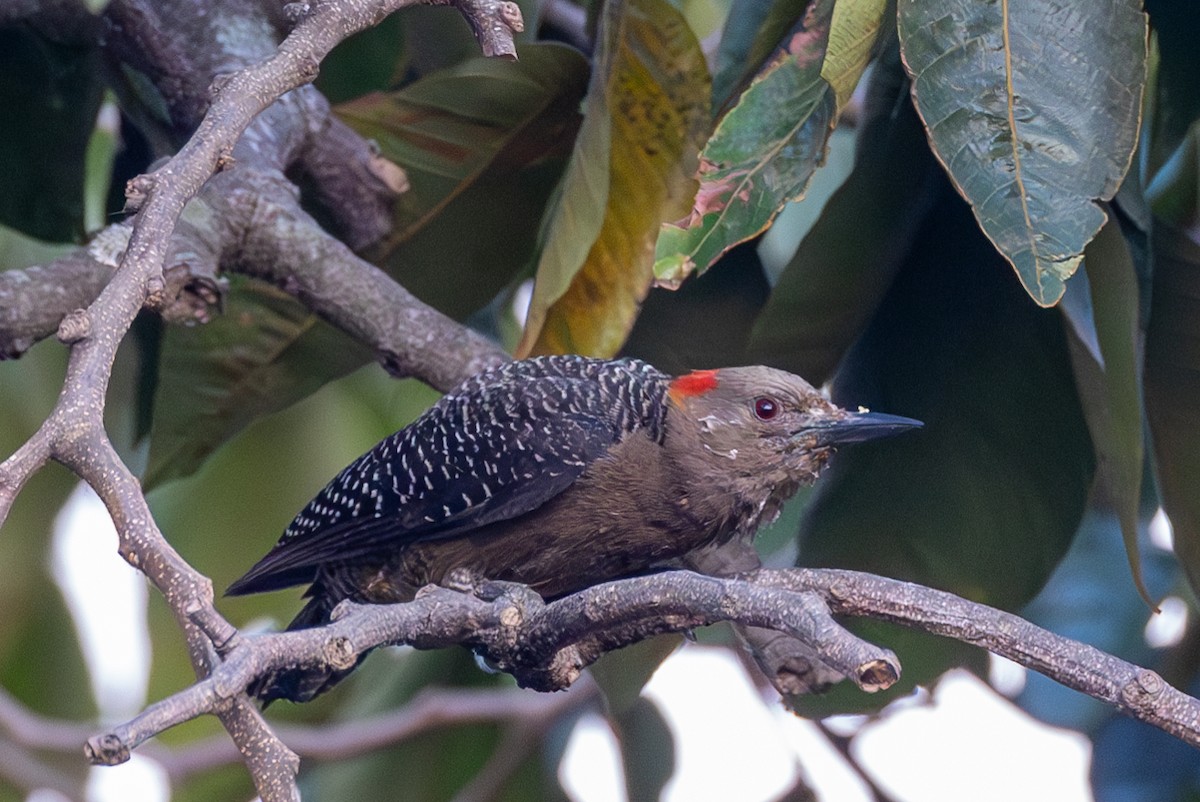 Golden-fronted Woodpecker - ML620644852